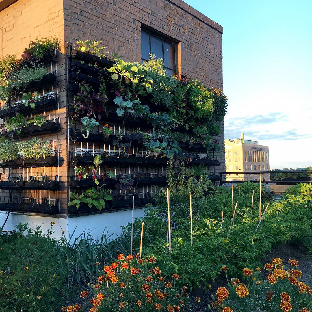 Filtrexx VerTexx Living Wall - Food Roof St Louis.jpg